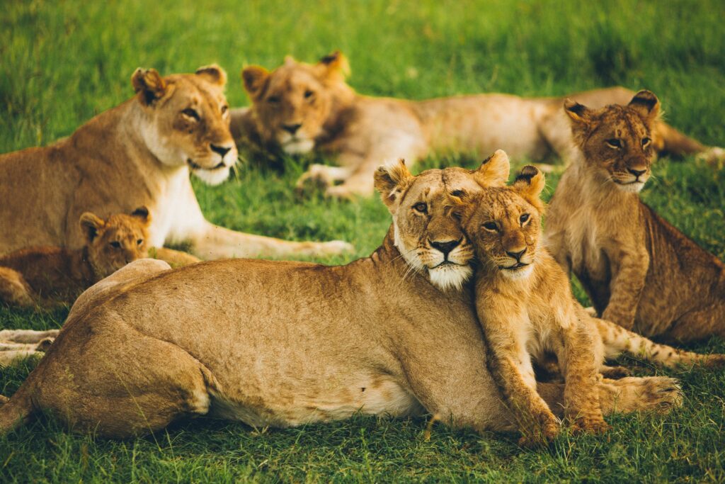 Game Reserves